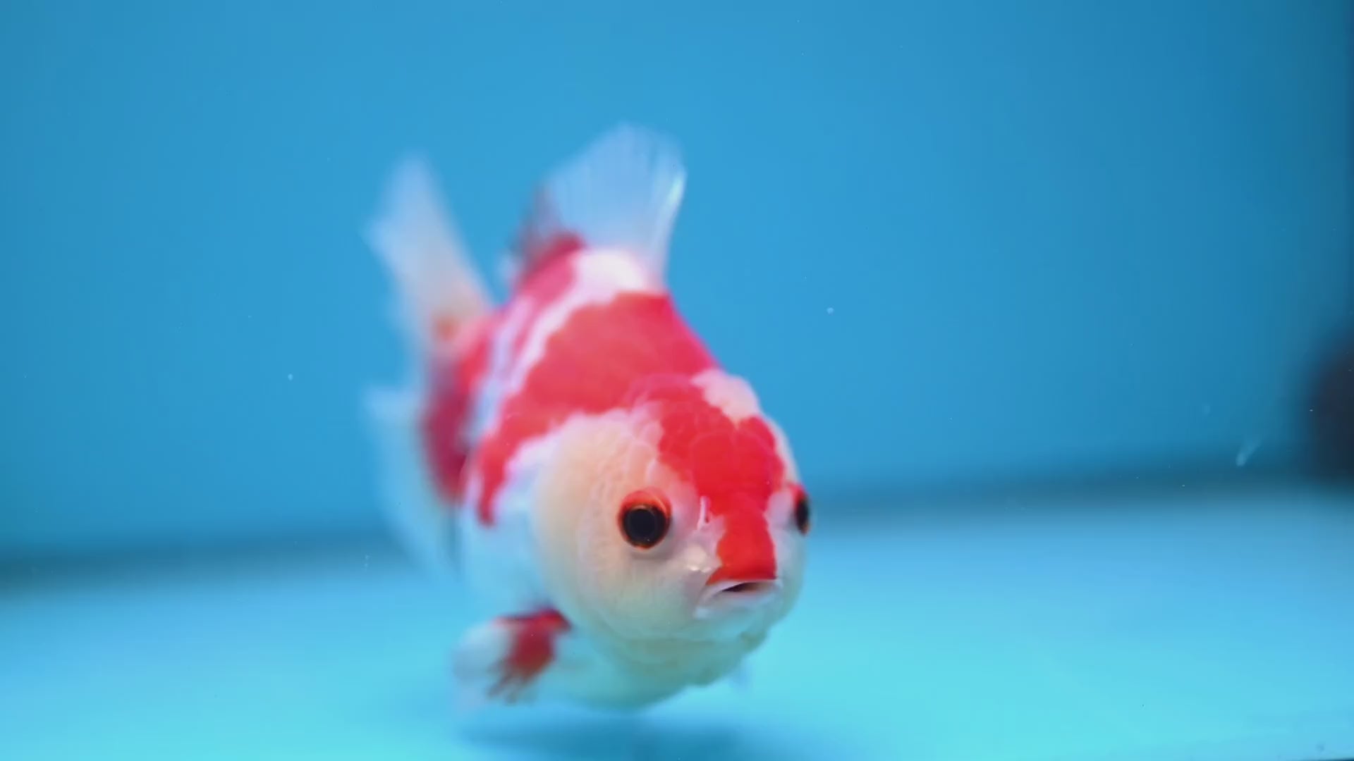 Red White Oranda 4 inch Body (251114_OR15)