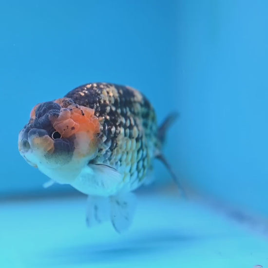 Tiger Ranchu 3.75 inch Body (251017_RC04)