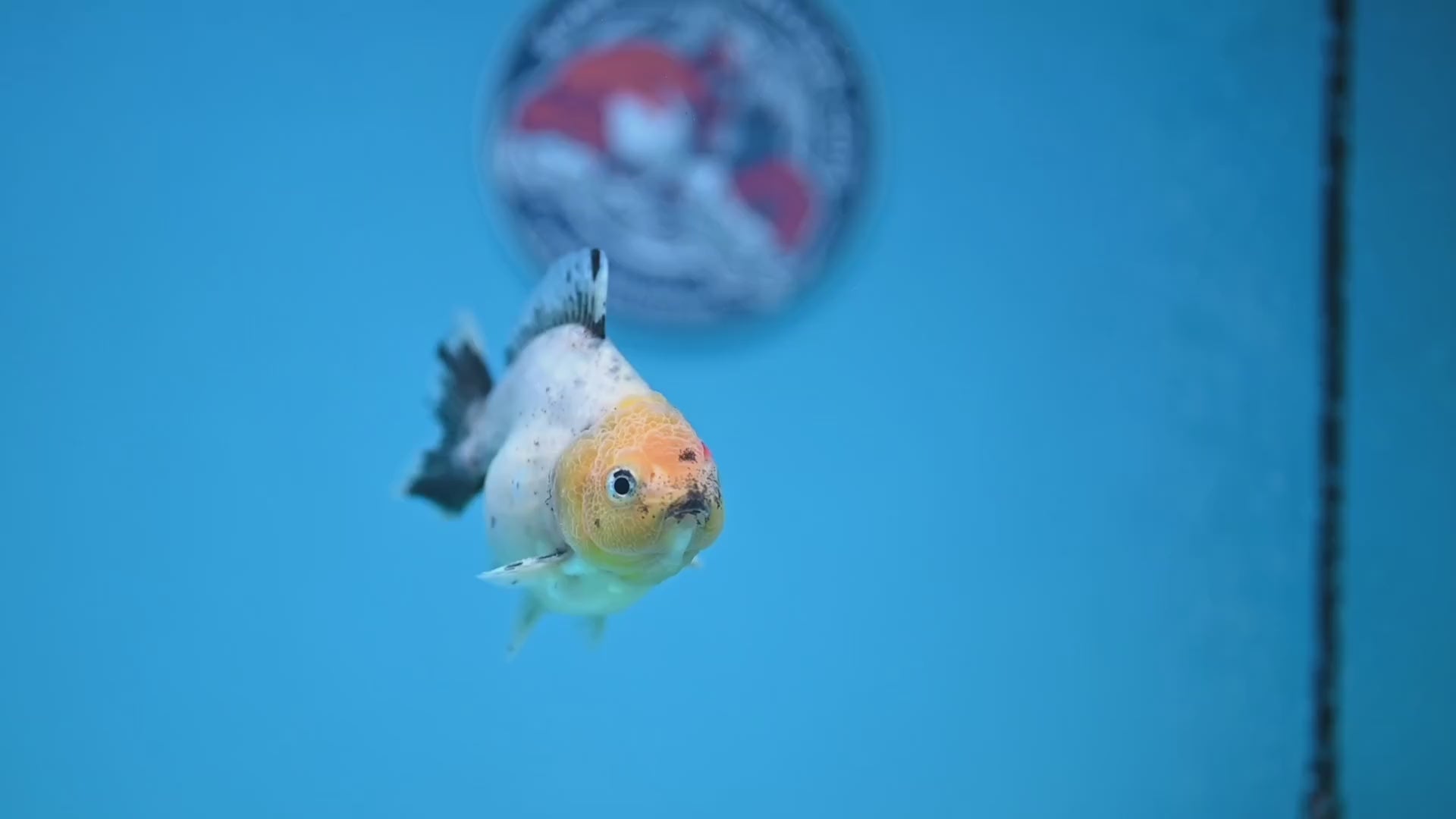 Shogun Juvenile Blue Based Oranda 3.2 inch Body (251205_OR09)