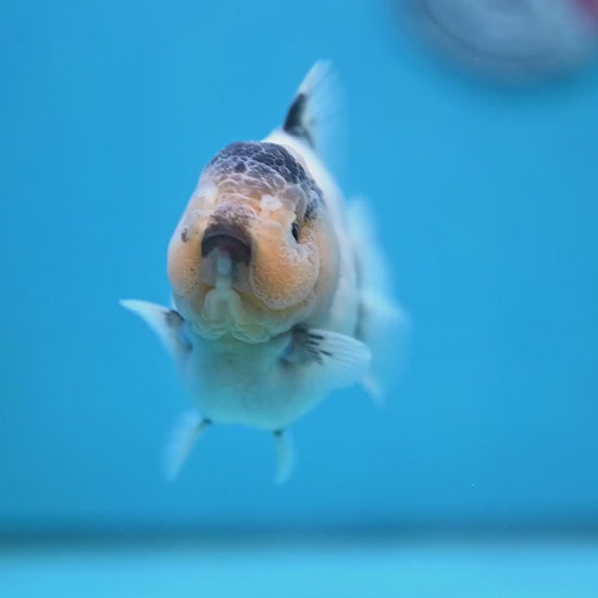 Panda Oranda 3 inch Body (260213_OR05)