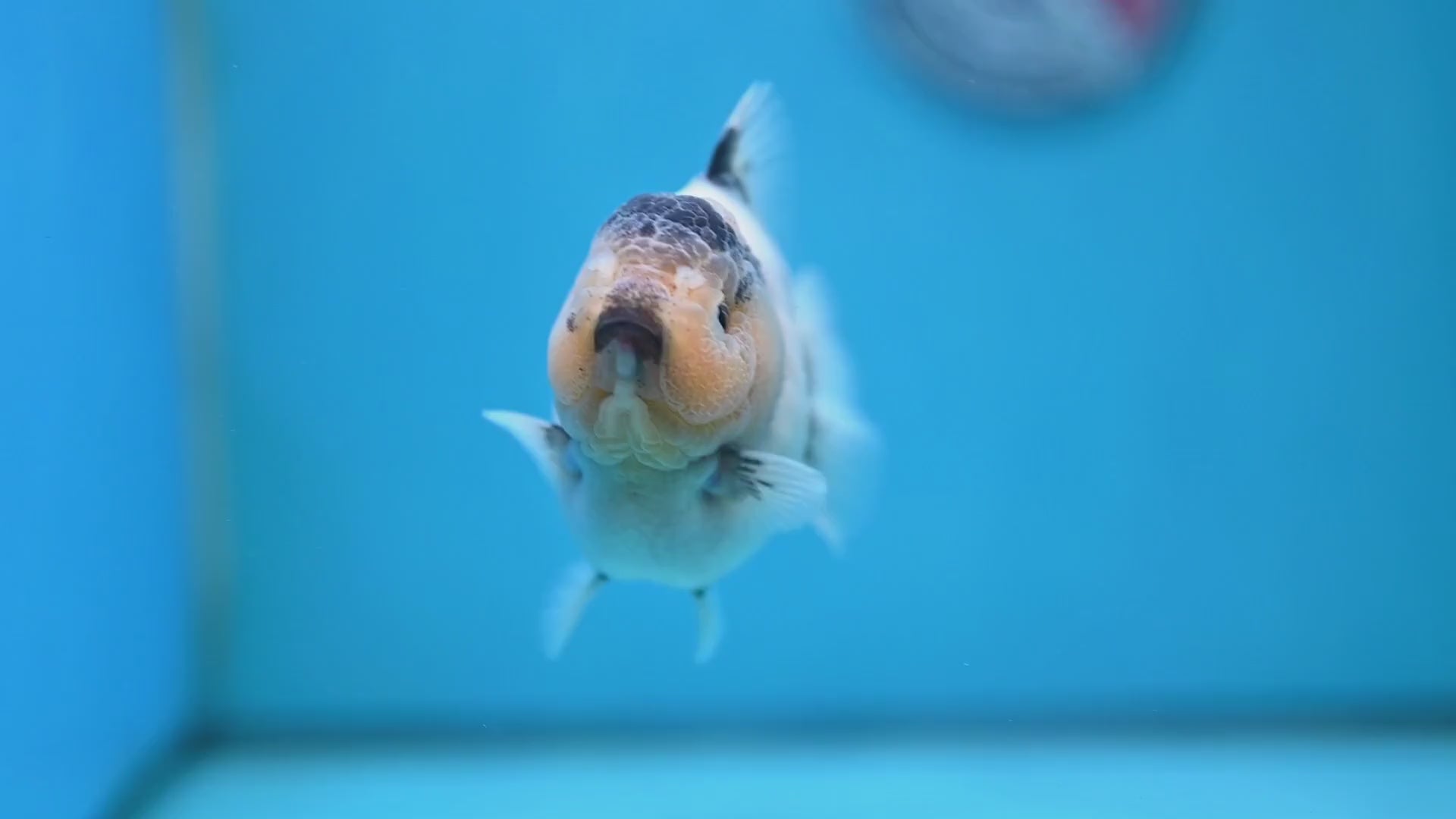 Panda Oranda 3 inch Body (260213_OR05)