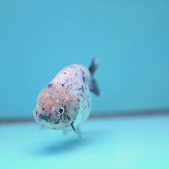 White Tiger Ranchu 4 inch Body (251017_RC07)