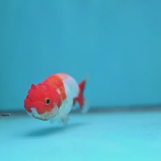 Juvenile Red White Ranchu 3 inch Body (260130_RC07)
