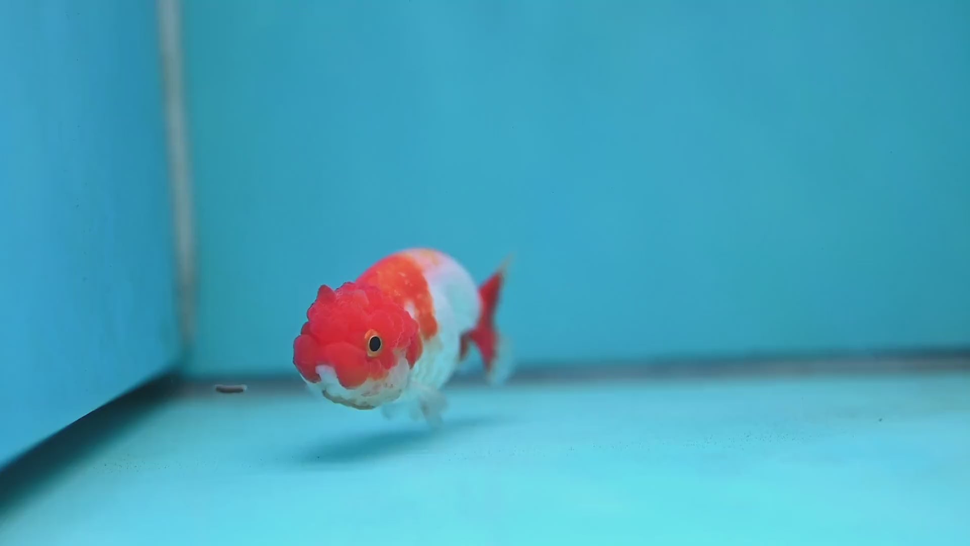 Juvenile Red White Ranchu 3 inch Body (260130_RC07)