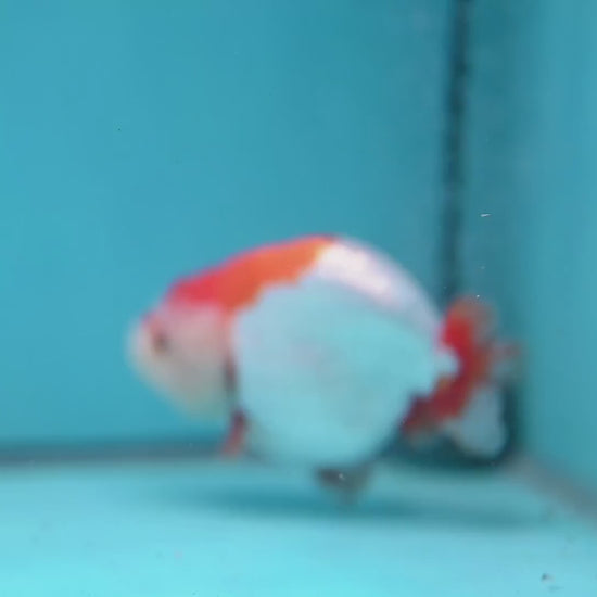 Red White Lionchu/Ranchu 4 inch Body (260220_RC05)