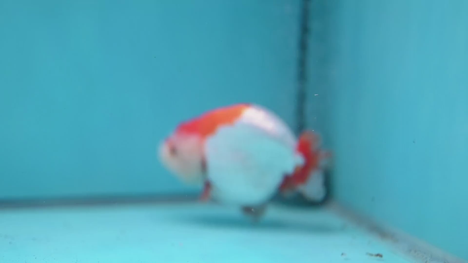 Red White Lionchu/Ranchu 4 inch Body (260220_RC05)