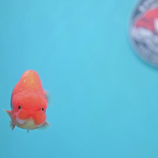 Juvenile Red White Ranchu 3 inch Body (260109_RC03)