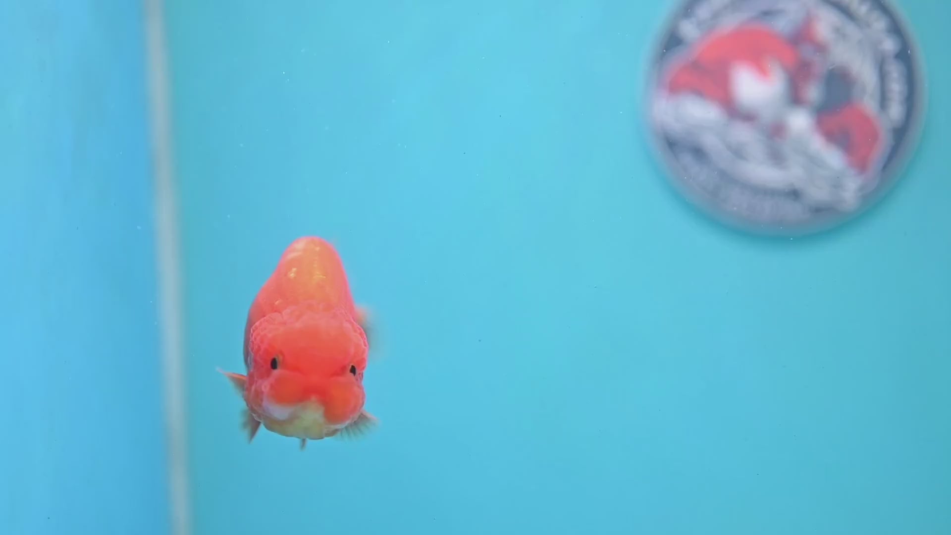 Juvenile Red White Ranchu 3 inch Body (260109_RC03)