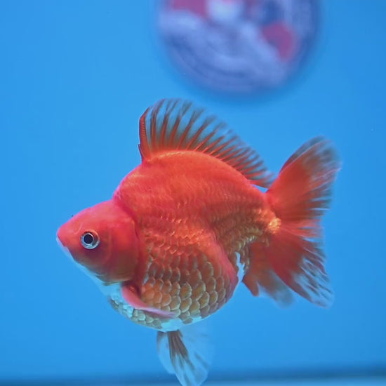 Red White Ryukin 4 inch Body (251107_RY03)