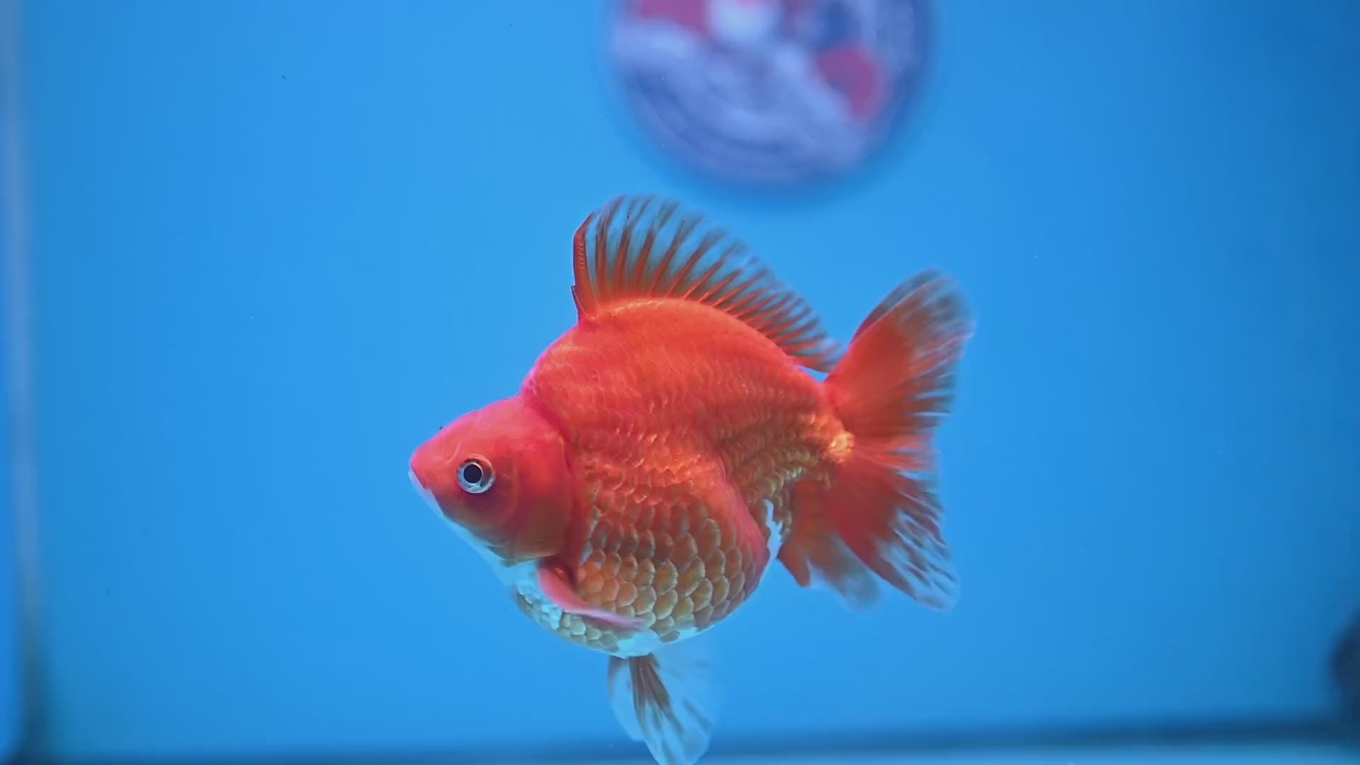 Red White Ryukin 4 inch Body (251107_RY03)