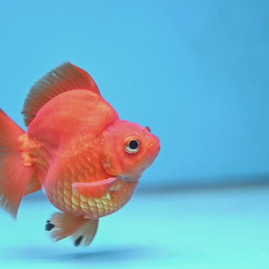 Red Ryukin 3 inch Body (251219_RY02)