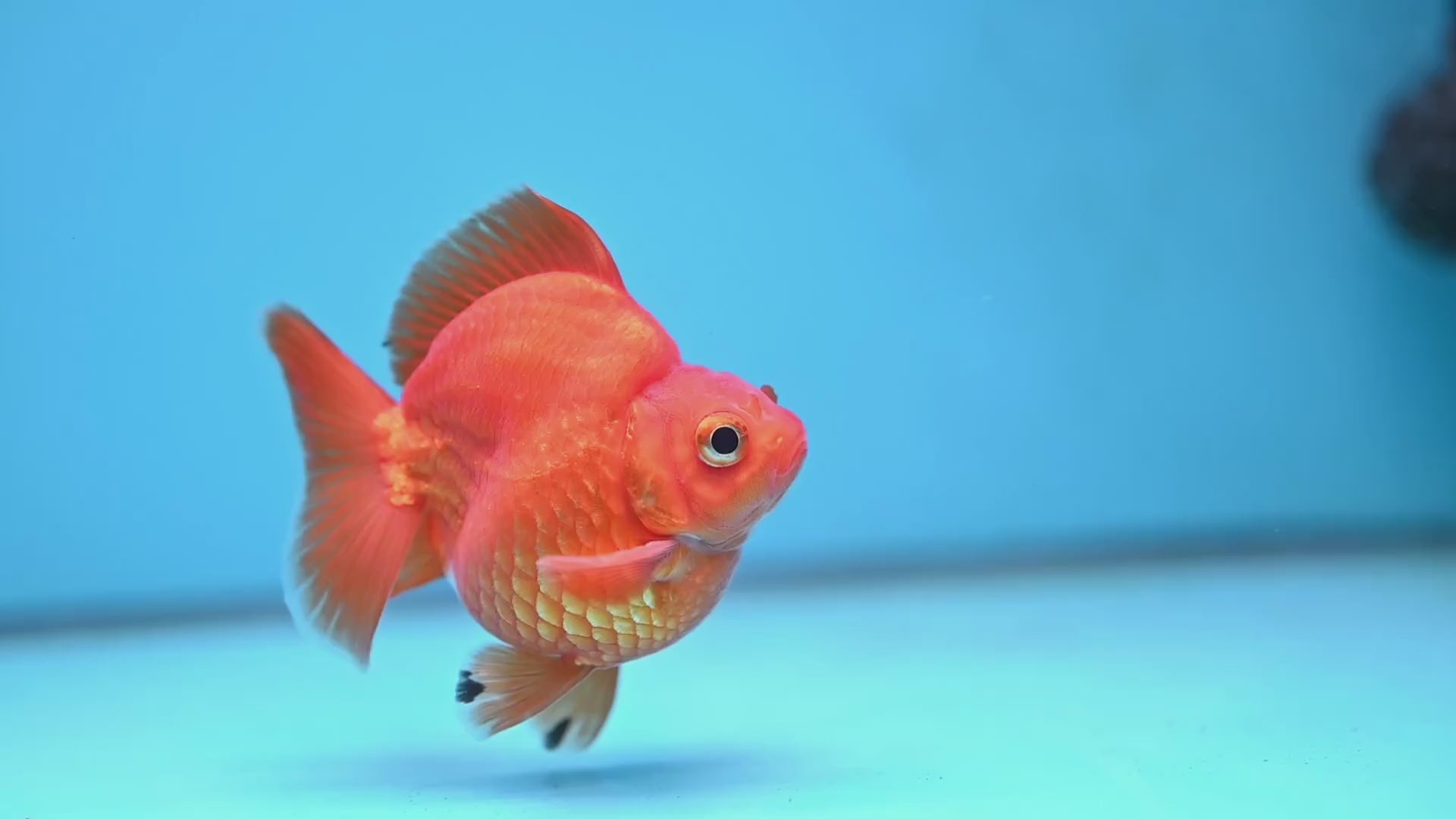 Red Ryukin 3 inch Body (251219_RY02)