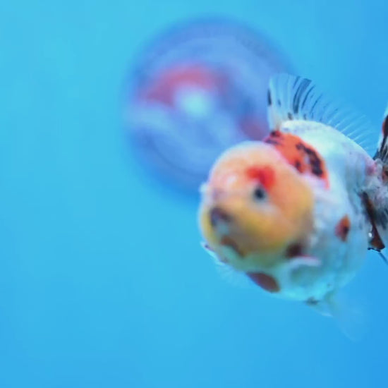 Tricolor Tiger Oranda 3 inch Body (260213_OR14)