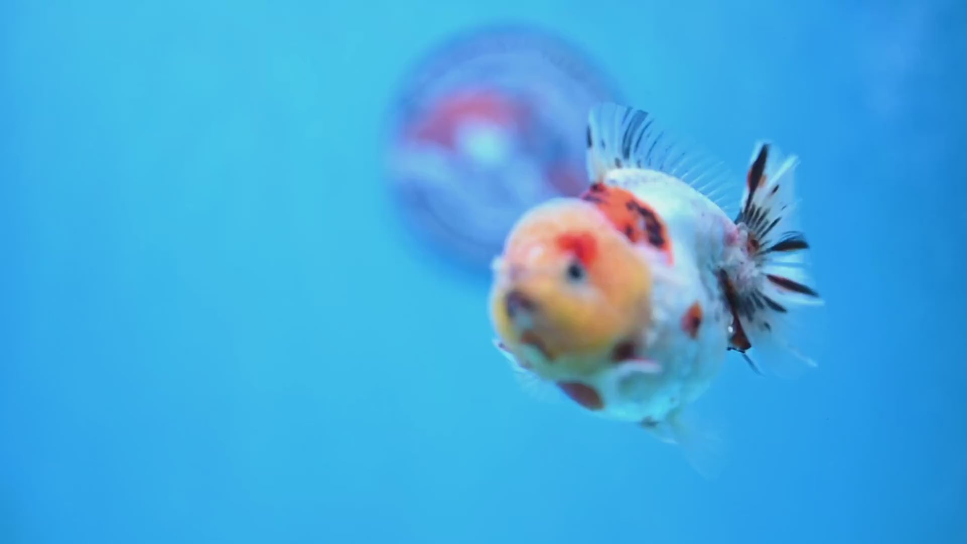 Tricolor Tiger Oranda 3 inch Body (260213_OR14)