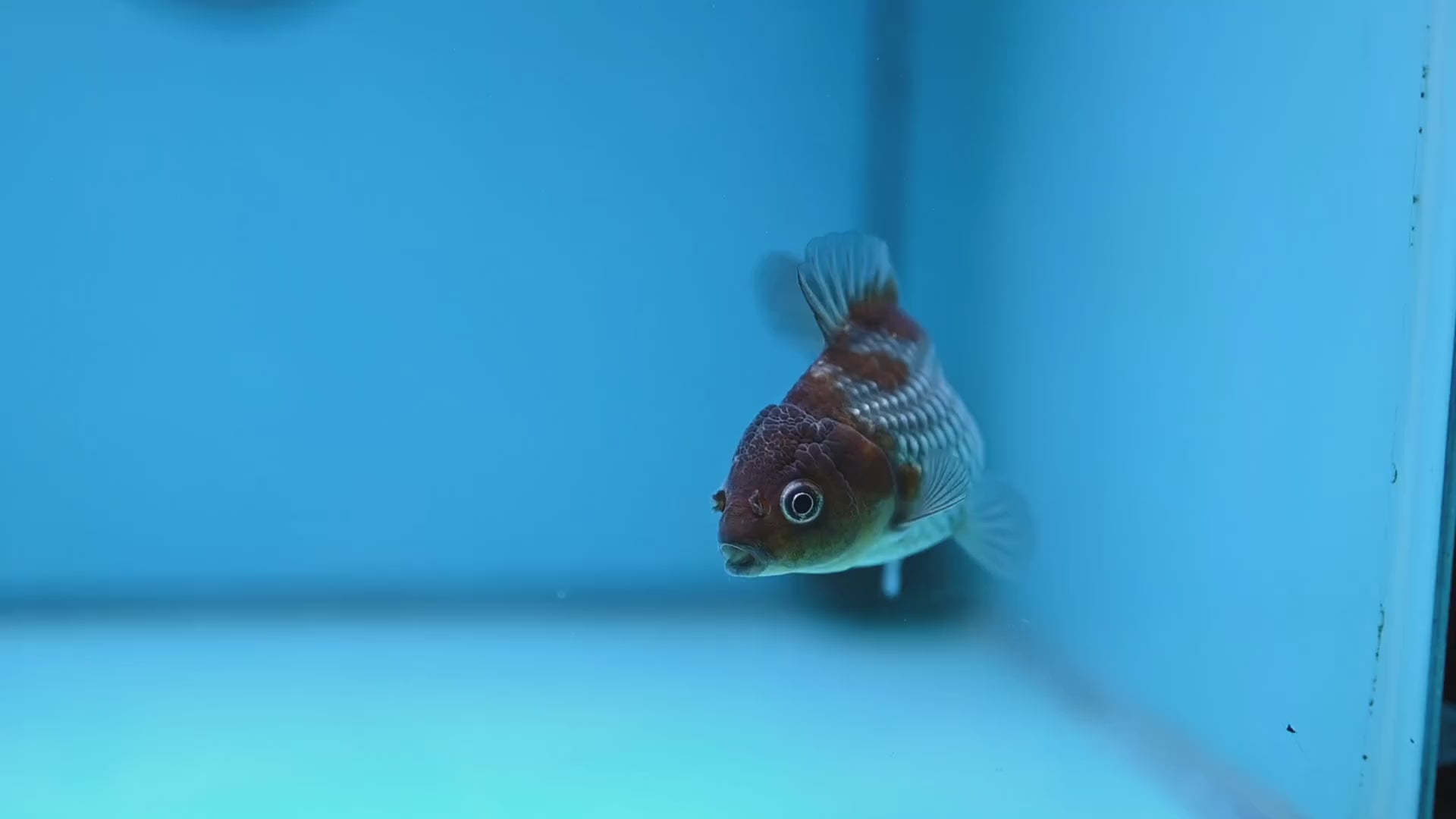 Shogun Juvenile Ochiba Oranda 3 inch Body (251205_OR07)