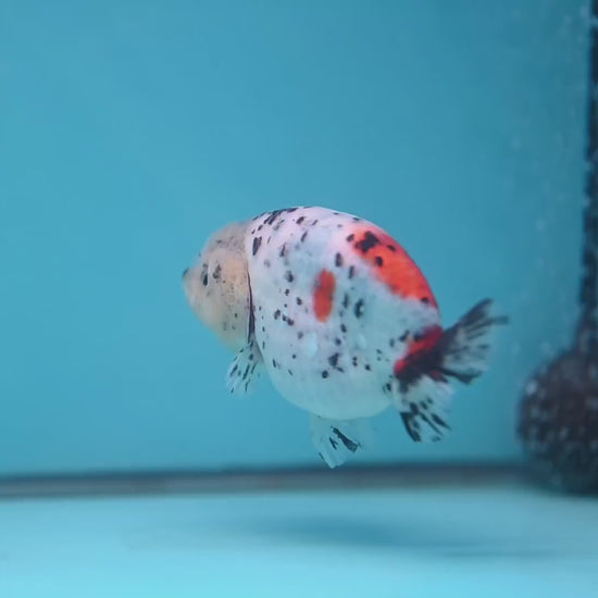 Calico Ranchu 3.8 inch Body (251114_RC03)