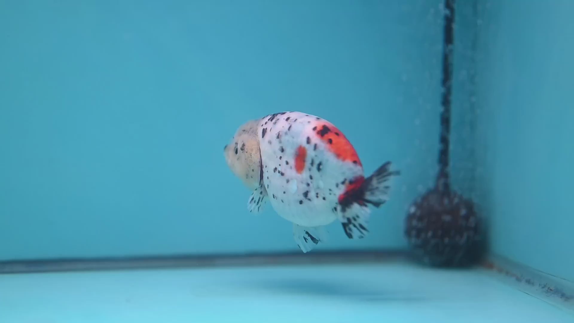 Calico Ranchu 3.8 inch Body (251114_RC03)