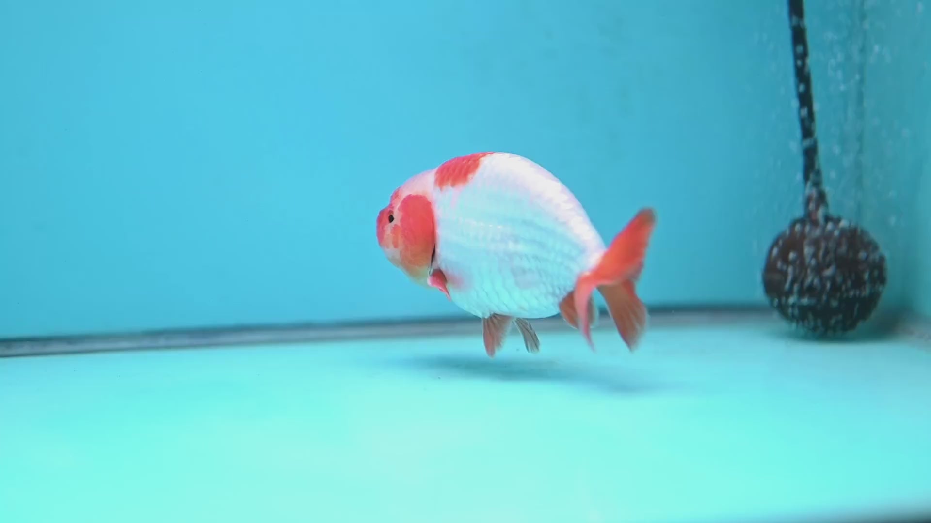 A Grade Red White Buffalo Ranchu 4 inch Body (251219_RC01)