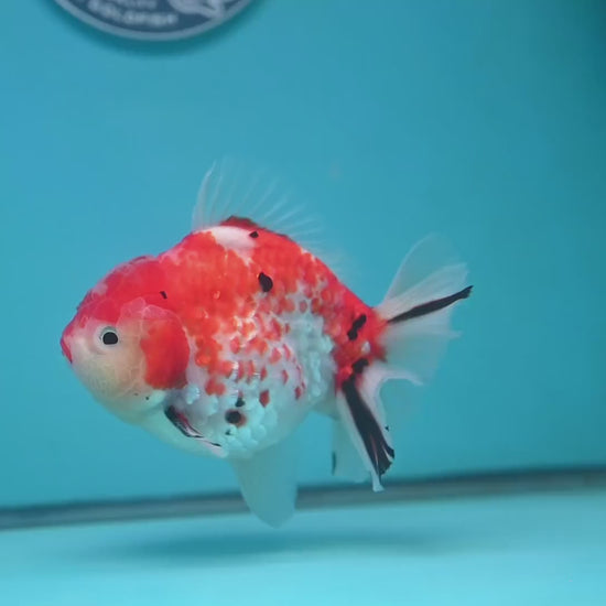 Tricolor Rose Tail Oranda 4 inch Body (251121_OR09)