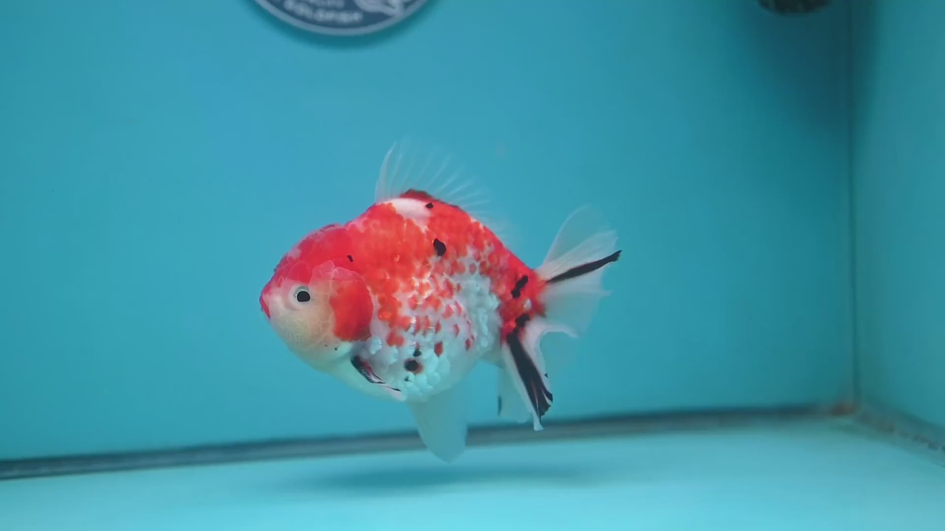 Tricolor Rose Tail Oranda 4 inch Body (251121_OR09)