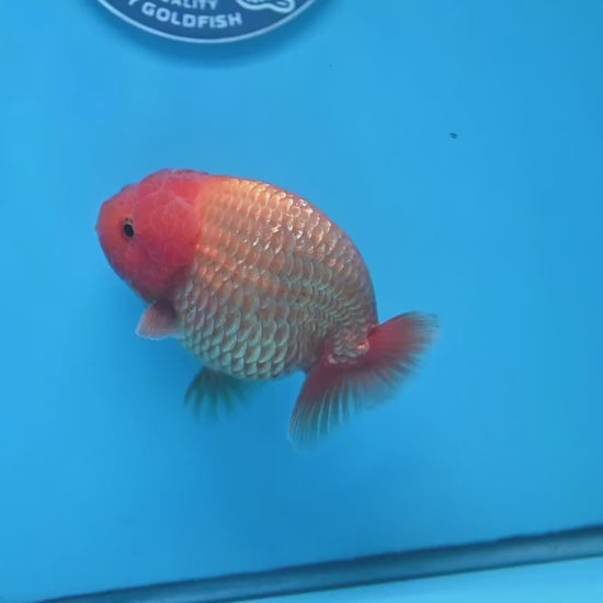 AA Grade Classic Gold Lionchu/Ranchu 4 inch Body (260220_RC04)