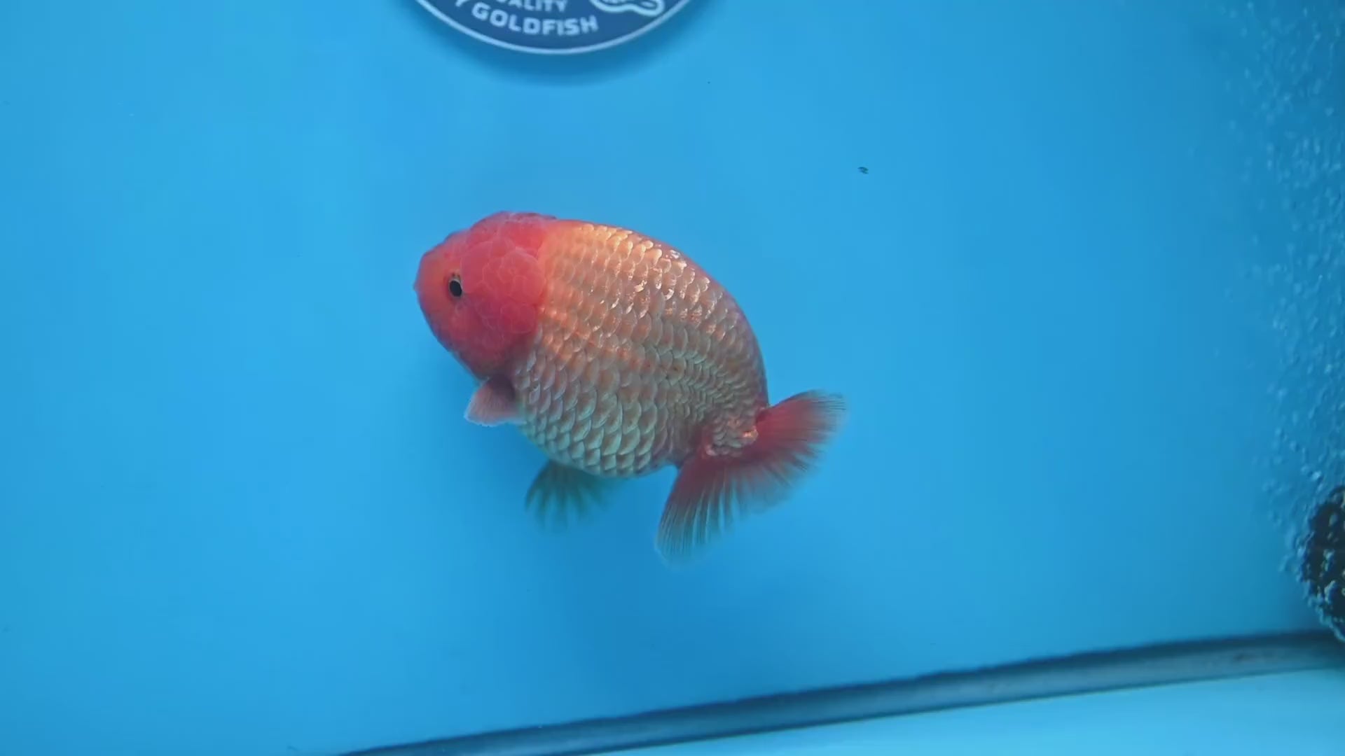 AA Grade Classic Gold Lionchu/Ranchu 4 inch Body (260220_RC04)