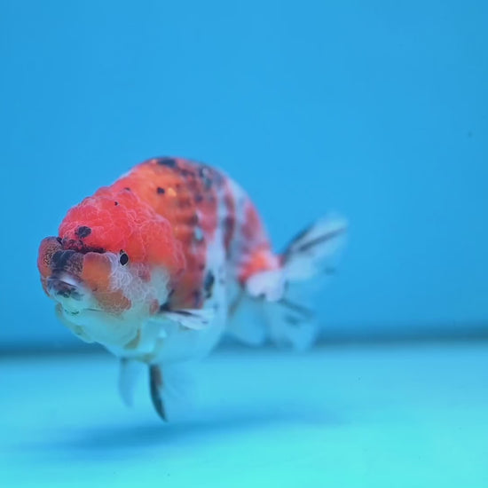 High Back Tiger Ranchu 4 inch Body (251107_RC06)