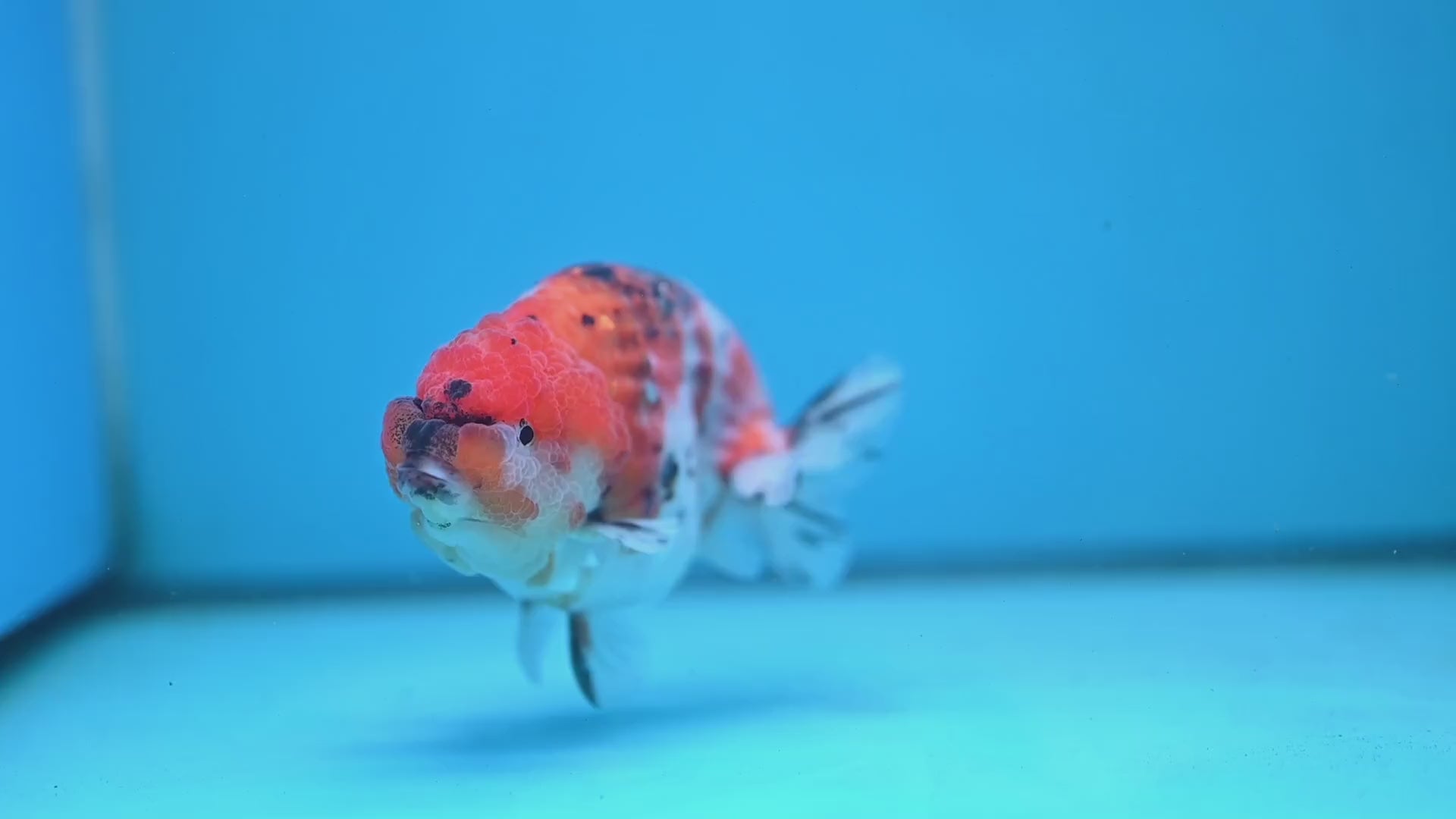 High Back Tiger Ranchu 4 inch Body (251107_RC06)