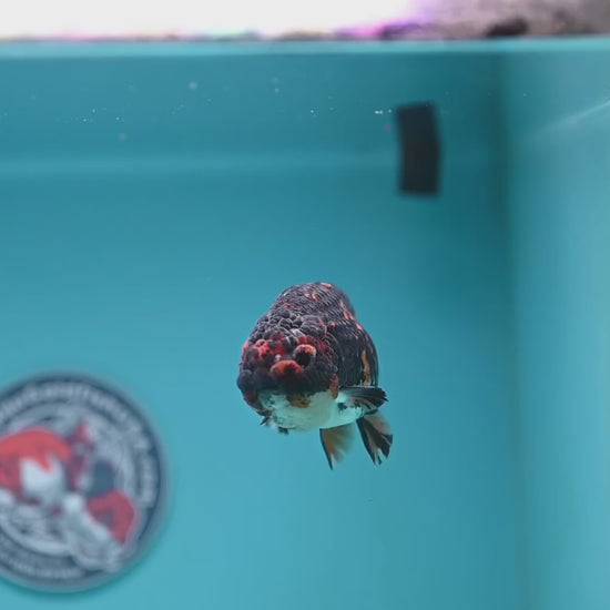 Heavy Ink Tiger Ranchu 3.5 inch Body (251121_RC06)