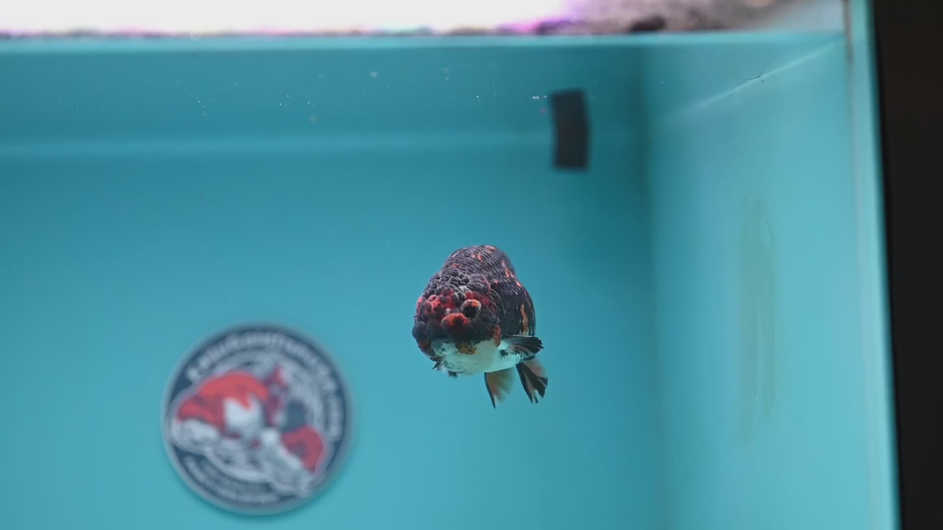 Heavy Ink Tiger Ranchu 3.5 inch Body (251121_RC06)