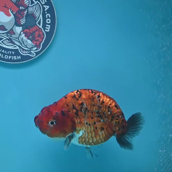 Tiger Ranchu 4 inch Body (260130_RC10)