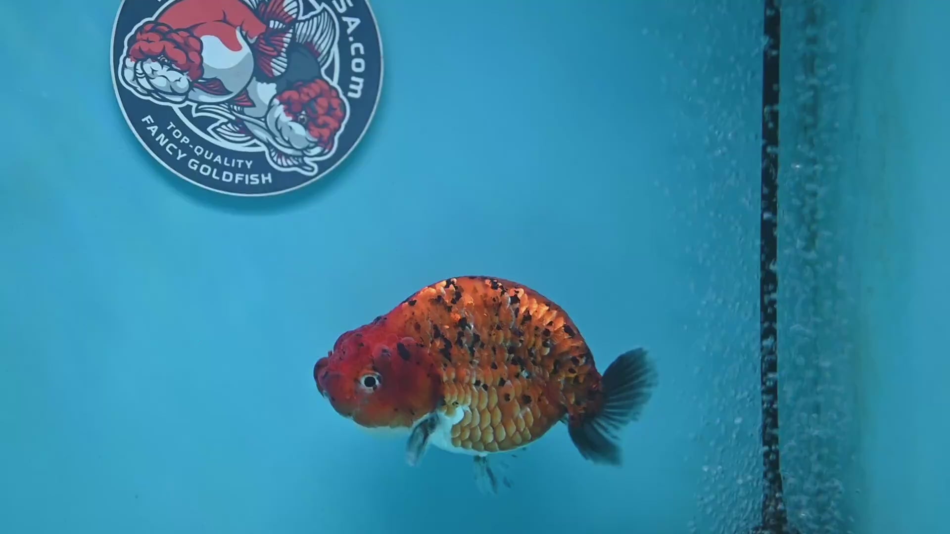 Tiger Ranchu 4 inch Body (260130_RC10)