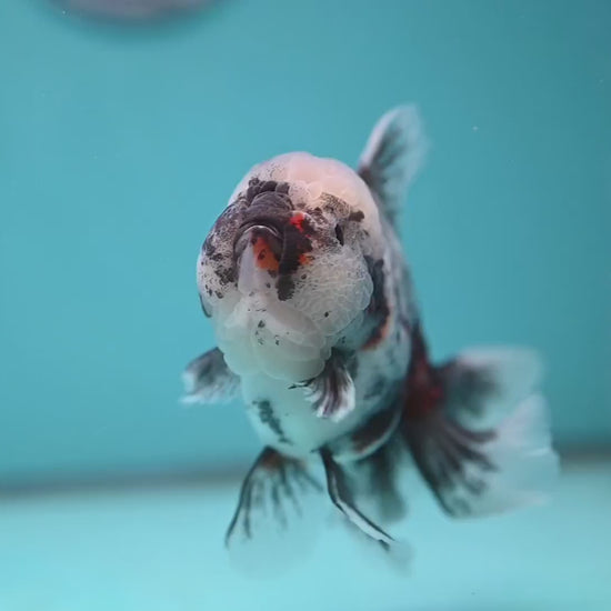 White Tiger Rose Tail Oranda 4 inch Body (260116_OR04)