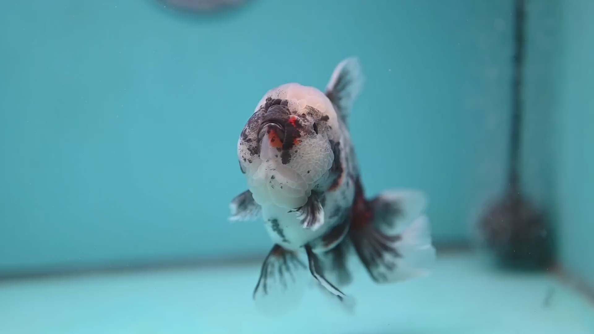 White Tiger Rose Tail Oranda 4 inch Body (260116_OR04)