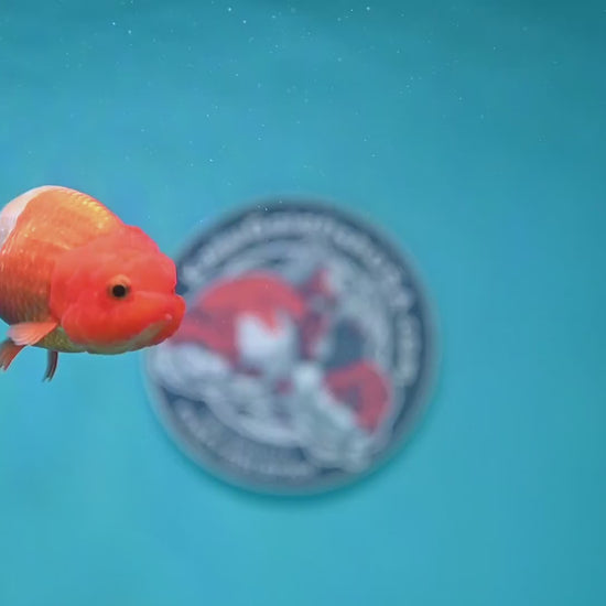 Juvenile Red White Ranchu 3 inch Body (260130_RC02)