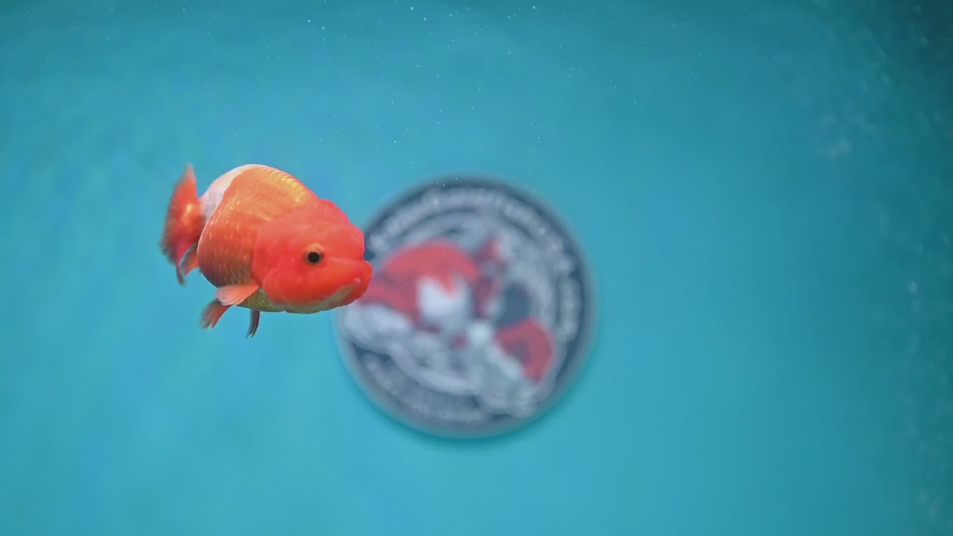 Juvenile Red White Ranchu 3 inch Body (260130_RC02)
