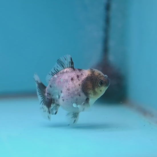 Juvenile Oranda 2.5 inch Body (260116_OR13)