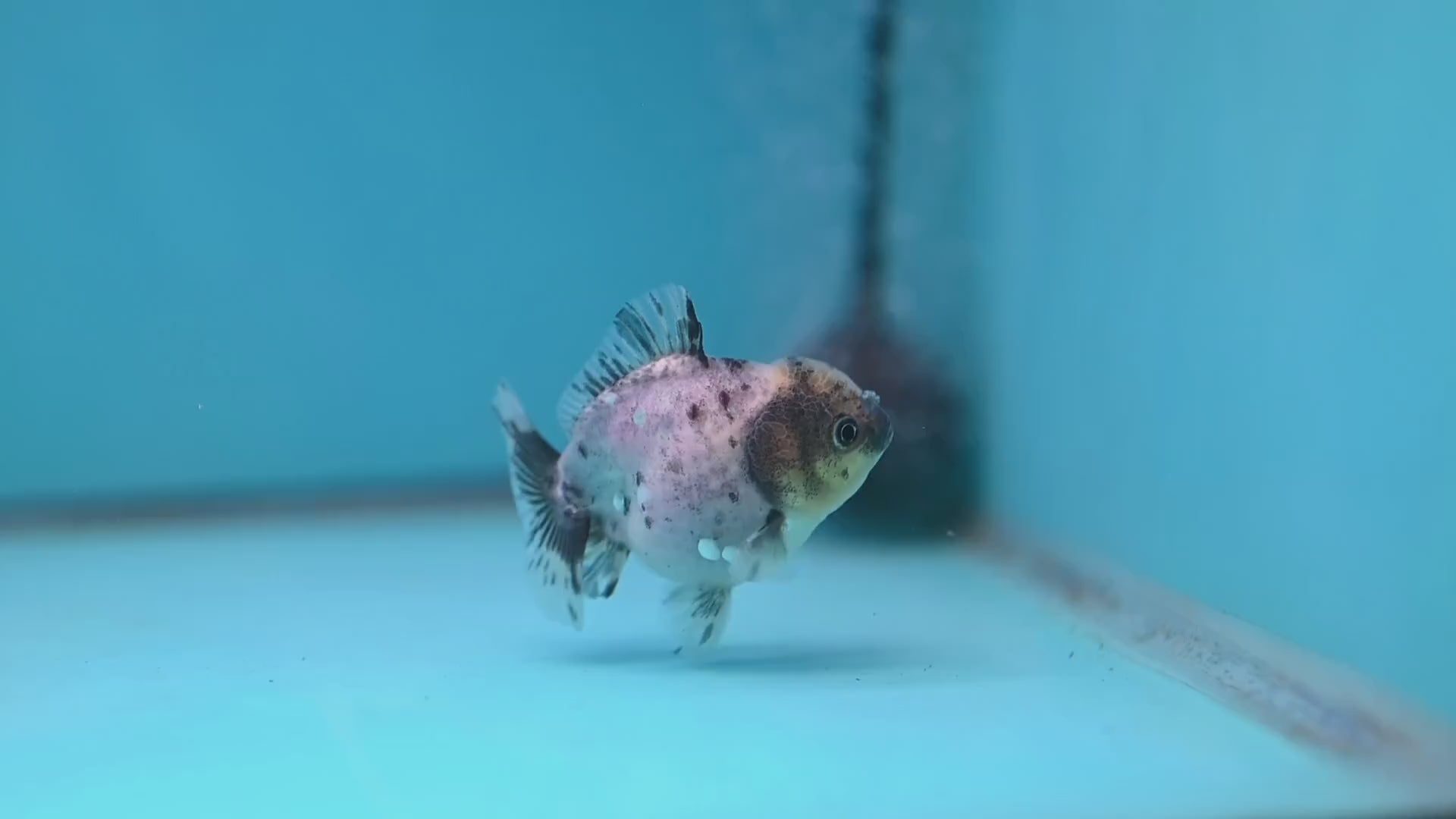 Juvenile Oranda 2.5 inch Body (260116_OR13)