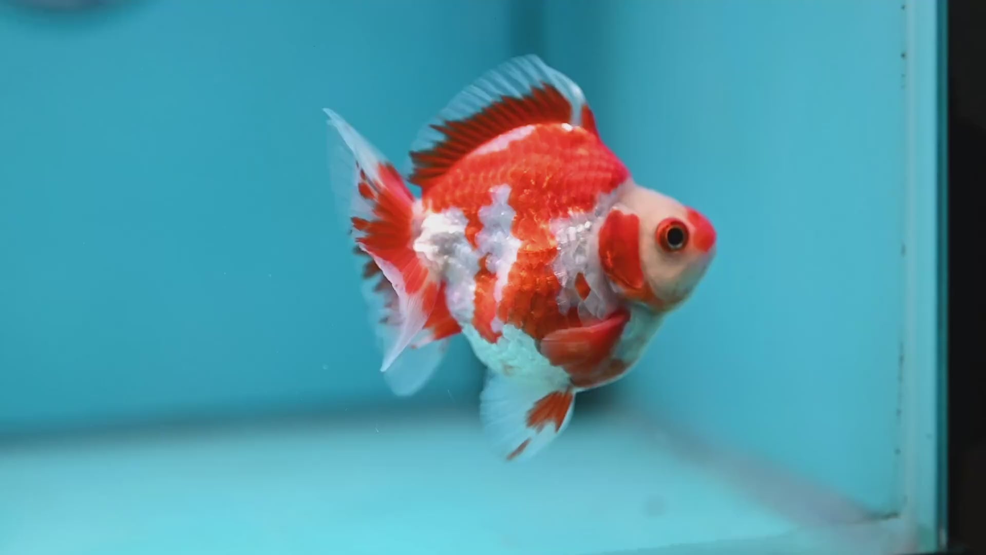 Red White Ryukin 3 inch Body (251212_RY01)