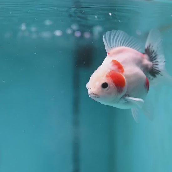 Shogun Sakura Oranda 3 inch Body (260123_OR11)