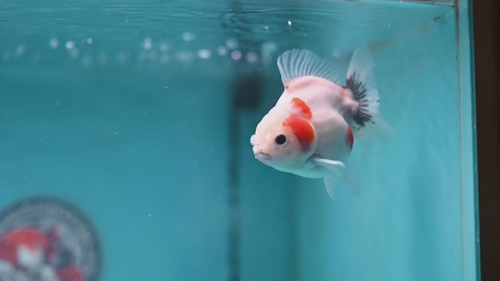 Shogun Sakura Oranda 3 inch Body (260123_OR11)
