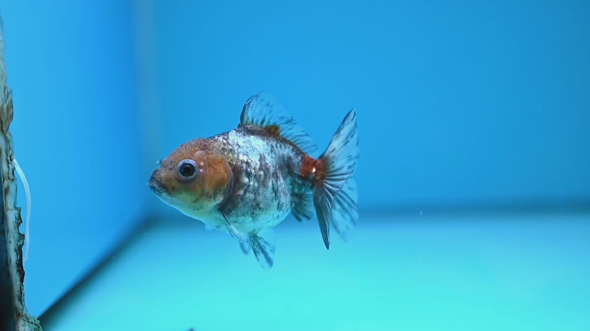 Shogun Juvenile White Tiger Oranda 3 inch Body (251205_OR14)