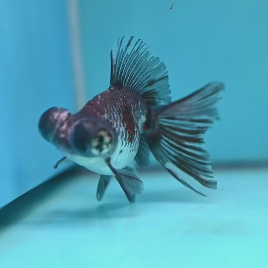 Butterfly Tail Telescope inch Body (260220_TL01)