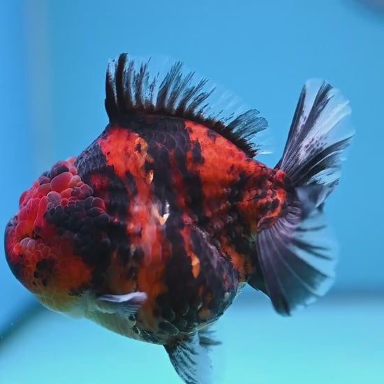 Tiger Oranda 4 inch Body (251212_OR02)