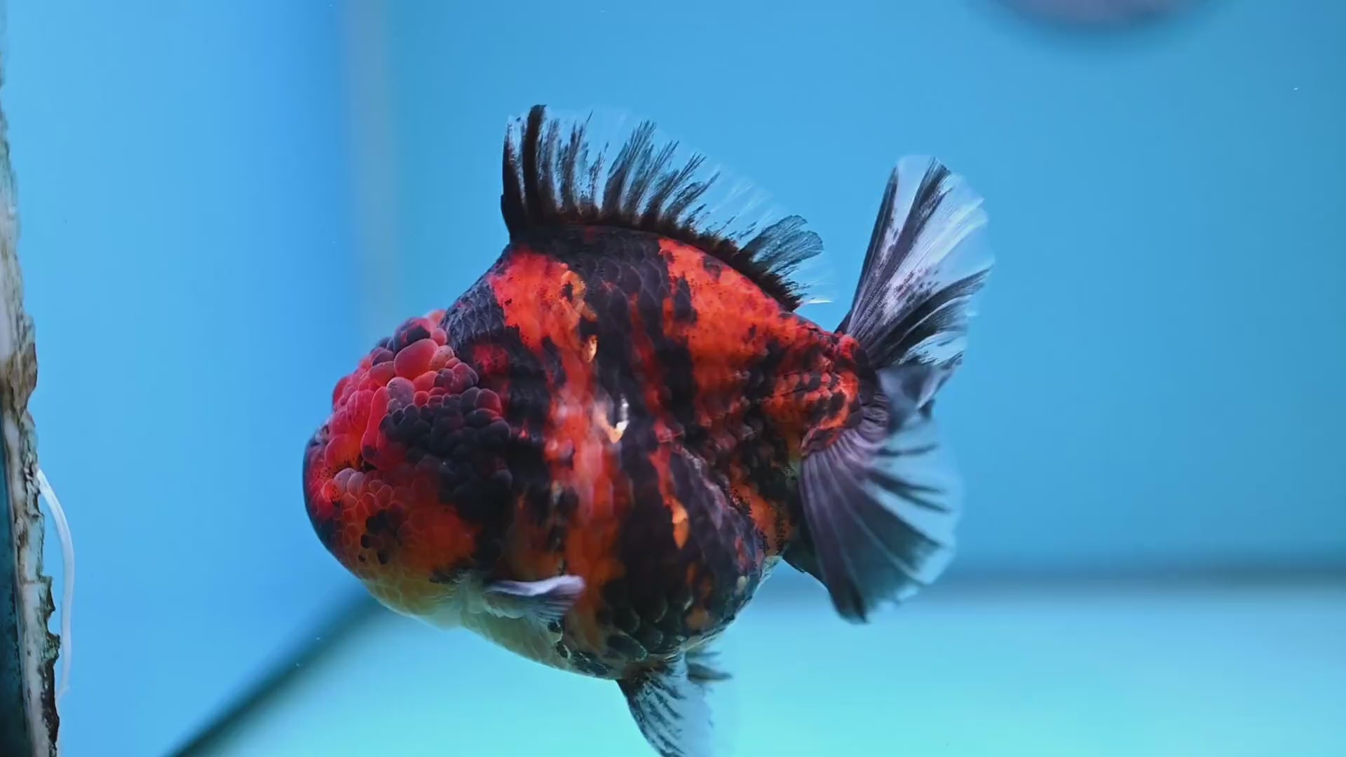 Tiger Oranda 4 inch Body (251212_OR02)