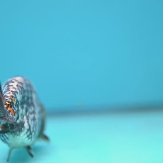 AA Grade White Tiger Ranchu 3.5 inch Body (251219_RC10)