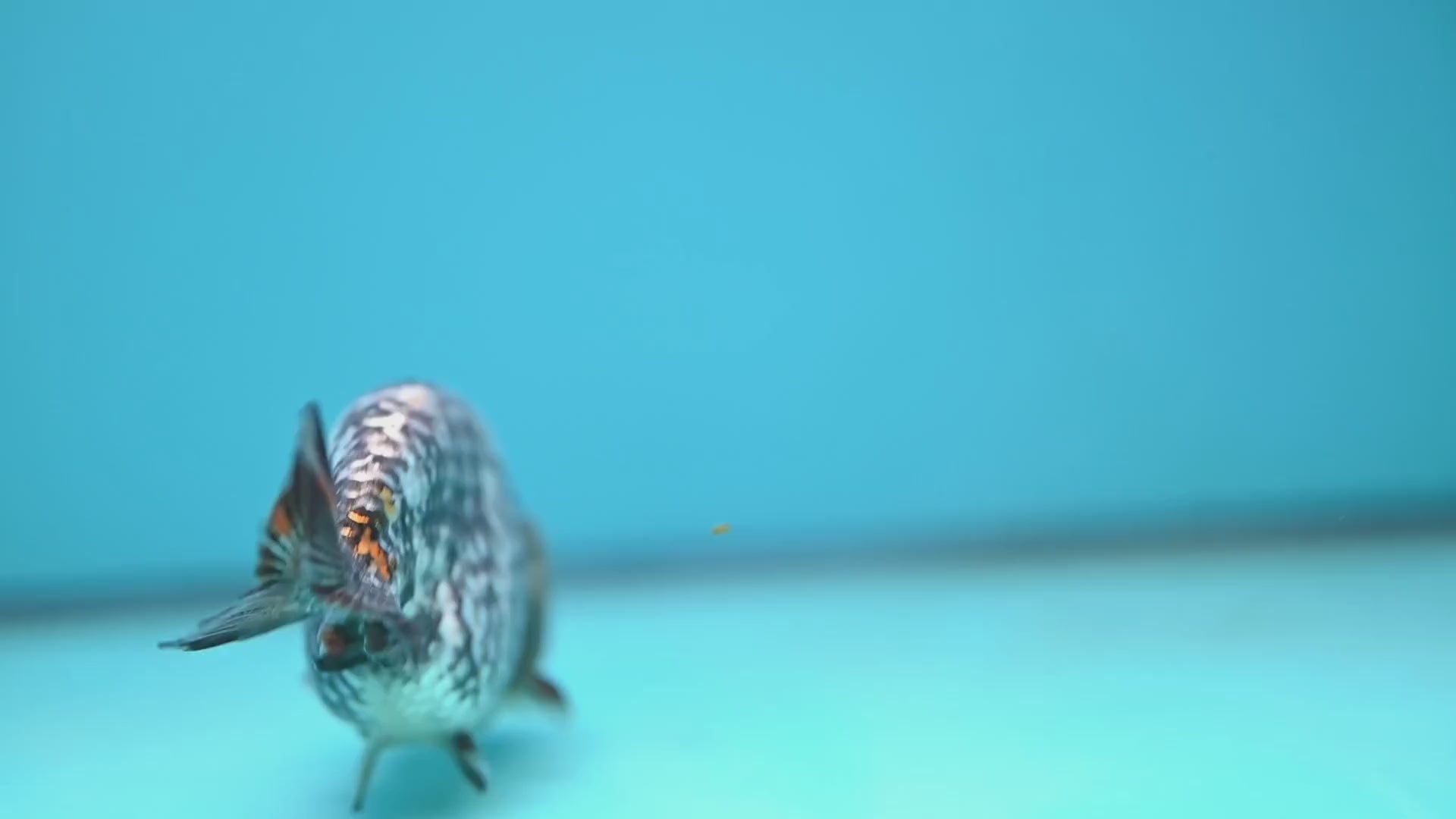 AA Grade White Tiger Ranchu 3.5 inch Body (251219_RC10)