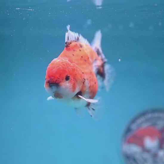 Shogun Tiger Oranda 3.5 inch Body (260123_OR06)