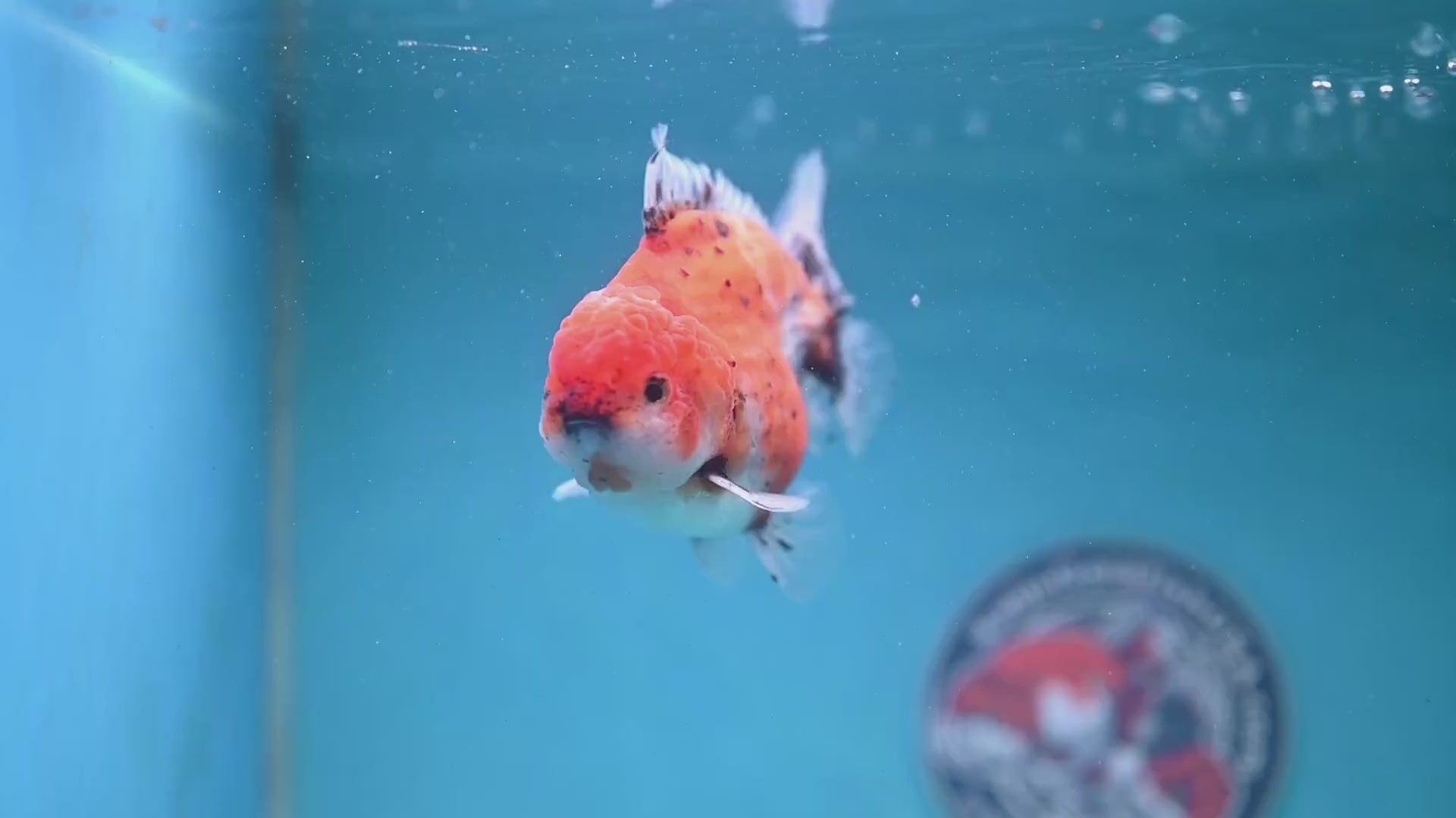 Shogun Tiger Oranda 3.5 inch Body (260123_OR06)