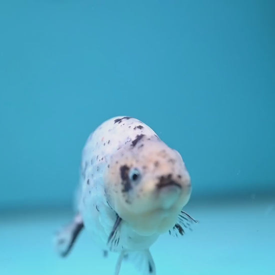 White Tiger Ranchu 4 inch Body (251114_RC06)